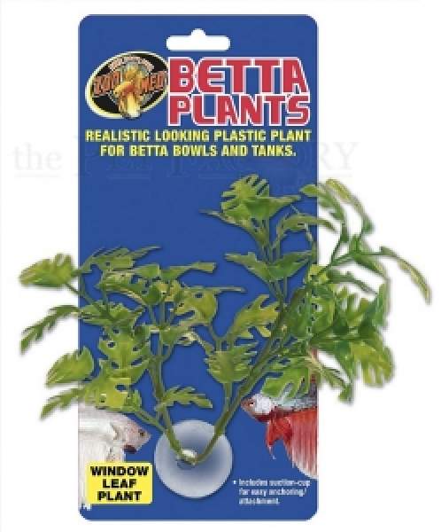 Betta Plant